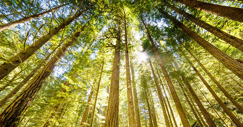 A closer look at sustainable forestry