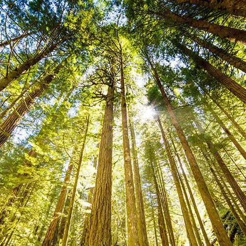 A view of Douglas Fir from the ground looking up.